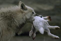 Wolf with hare